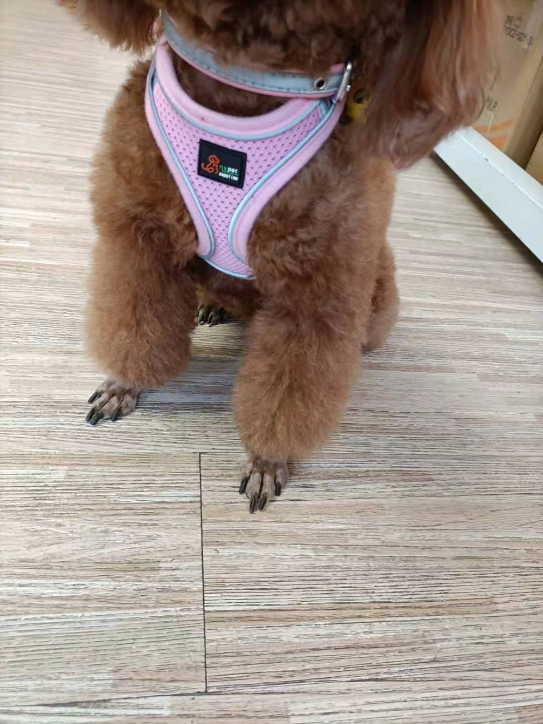 Anti-stroke Reflective Dog Chest Back Cat Leash