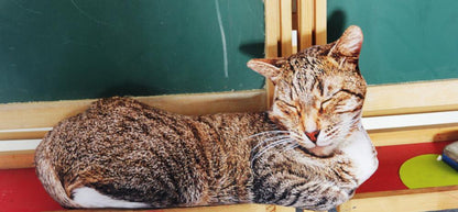 Best Realistic Cat Cushion 3D Cat Plush Toys Stuffed Simulation Sleep Pillow