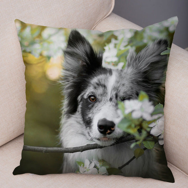 Cute Scotland Border Collie Pillowcase