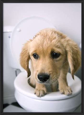 Creative Animal Dog Canvas Painting