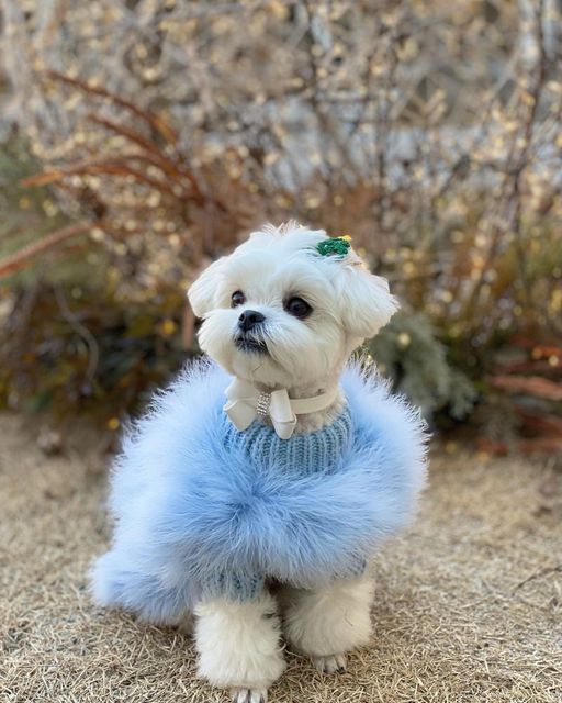 Feather Soft Clothes Winter Warm Dog Sweater