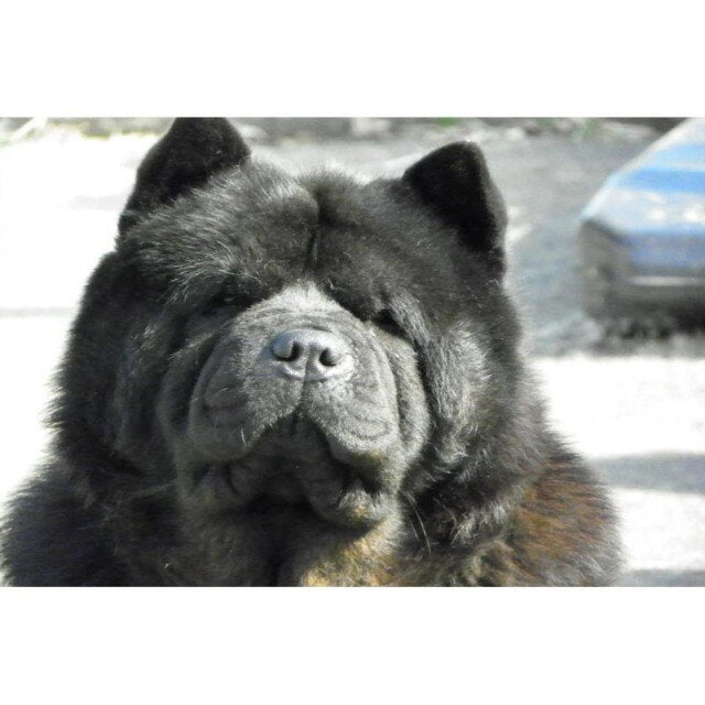 Poster Custom Chow DOG Canvas