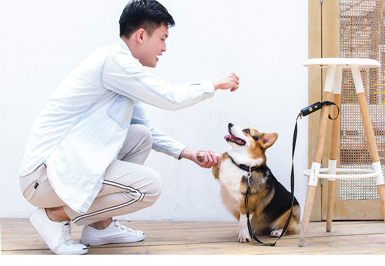 Reflective Dog Leash Nylon