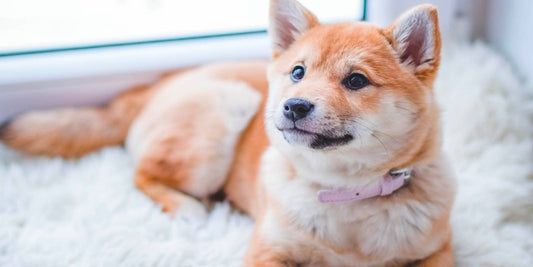 Pet Food Mat Pet PlacePet Food Mat Pet Placemat For Puppy Pet Bowl