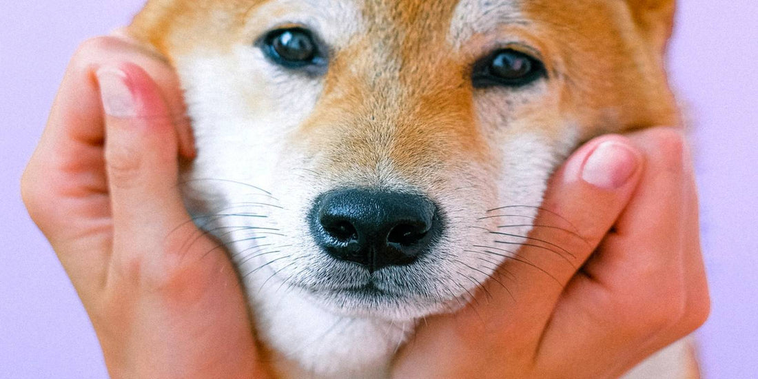 Pet Food Mat Pet Placemat For Puppy Pet Bowl Pad Dogs