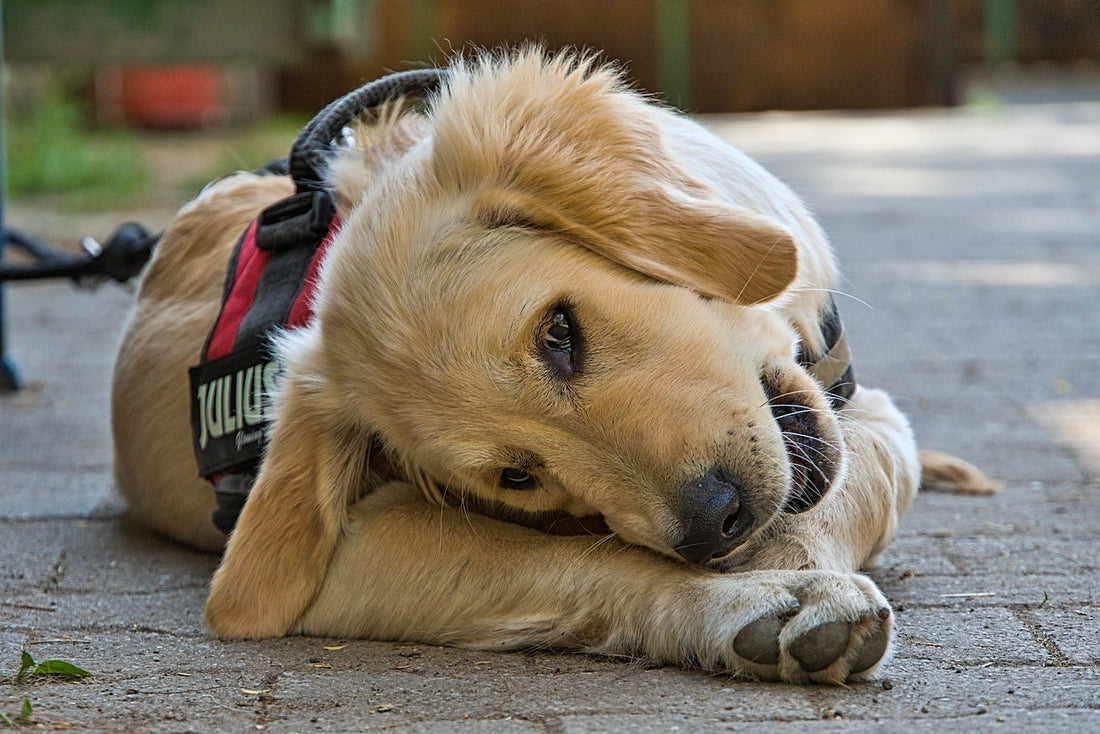 Choose the Best Dog Harness for your Dog