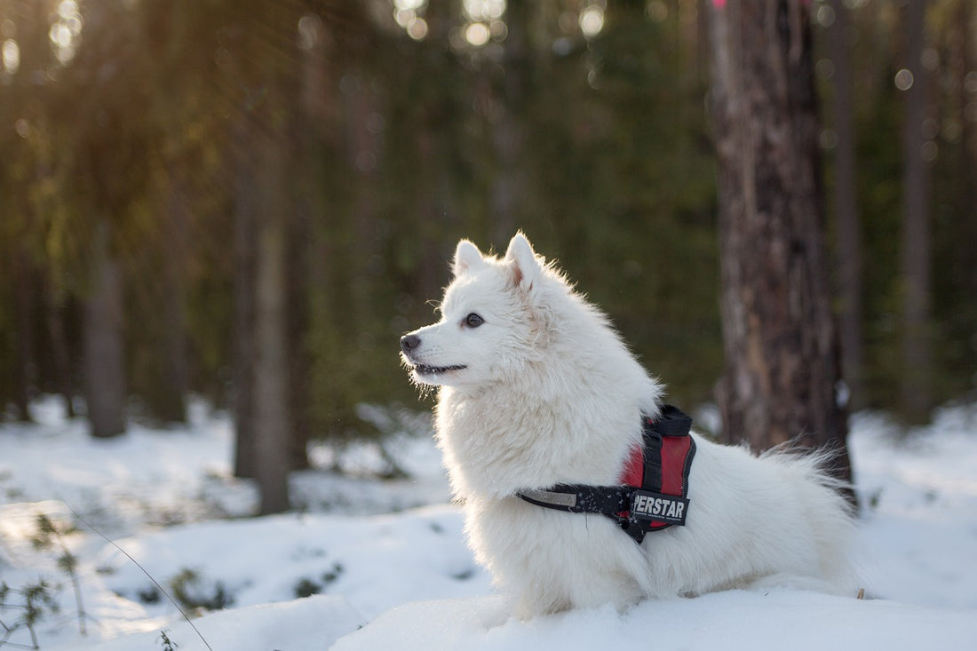 Qualities Of Good Dog Harnesses