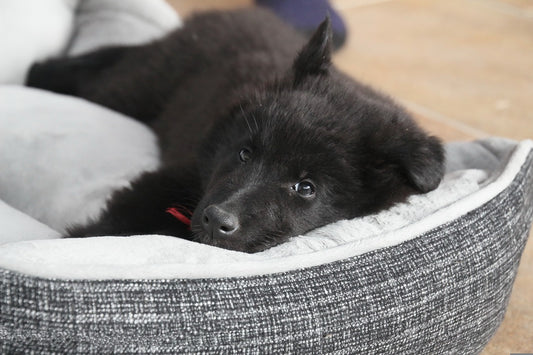 Perfect Dog Bed For Your Pet