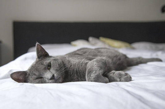 beds your cat or dog will love sleeping in