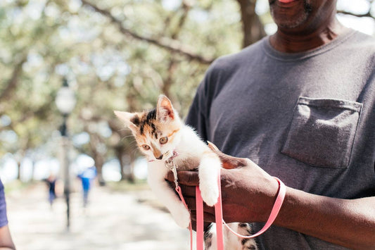 The Feline Harness - Necessary or Unnecessary?