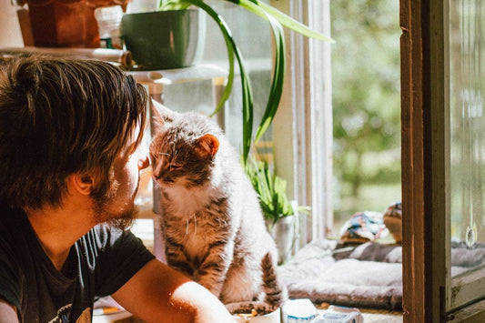 Are Inside and also Outdoors Cat Houses Interchangeable?