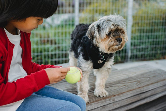 Points to Bear In Mind While Shopping for Pet Dog