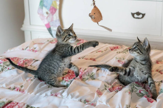 The different types of pet beds tend to be made out of different materials