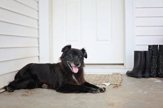 Find the perfect dog house that lives up to the needs of your beloved dog