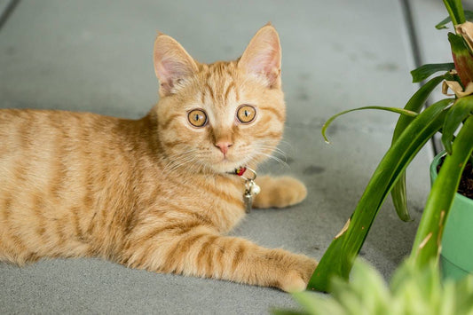To keep your cat safe, the sole purpose of the breakaway collar