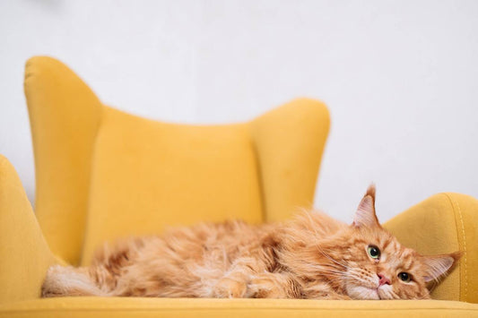 Innovative Outdoor Pet Cat Residences