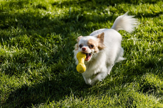 Dog Toys You and Your Pet Will Love