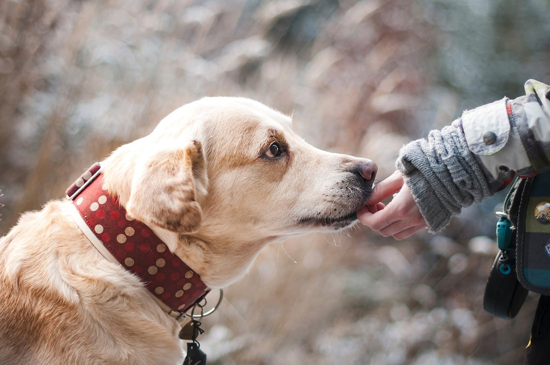 Keep Your Best Friend Safe With A Rolled Dog Collar