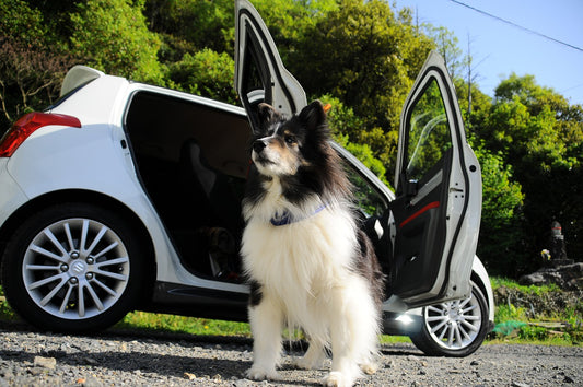 Safer Way to Take Your Pet on a Car Trip