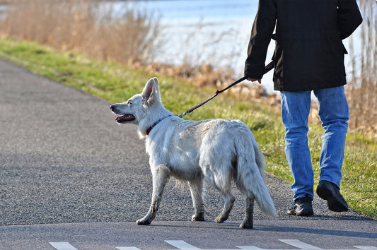 Dog Leash For Your Dog