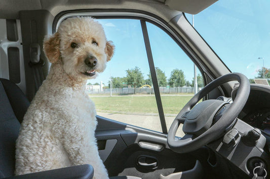 Pet Friendly Travel: Pet Car Seats