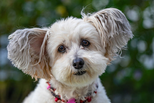 Small Dog Collars