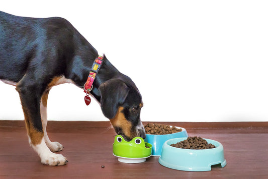 Dog Bowls For Food and Water