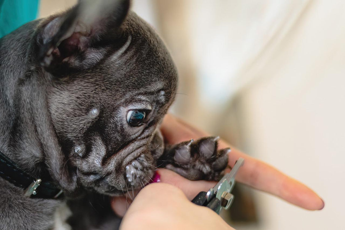 Dog Grooming Clippers