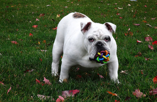 Dog Toys Reinvent Your Playtime Together
