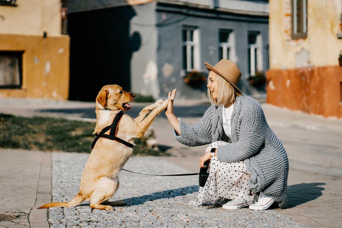 Easy Walk Dog Harness