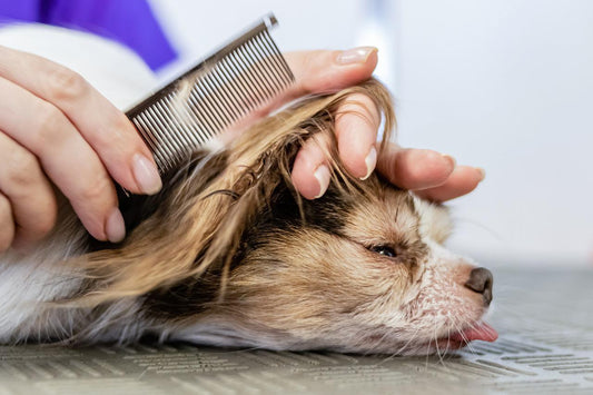 Dog Grooming, Tools, Tips, and Tricks