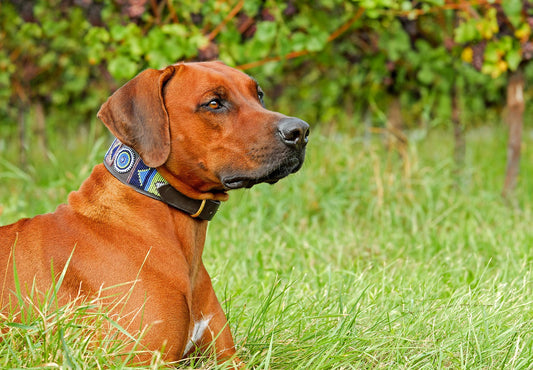 Choosing a Dog Collar