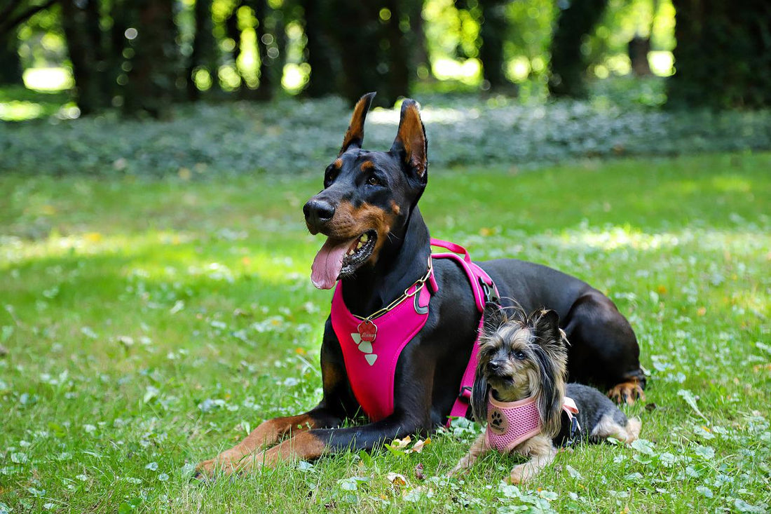 Best Dog Harness for Your Dog