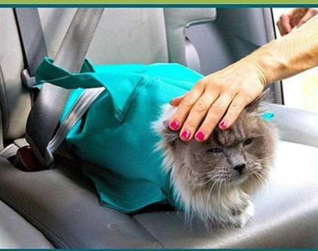 Pet Breathable Outdoor Travel Shoulder Bag Sling Carrier
