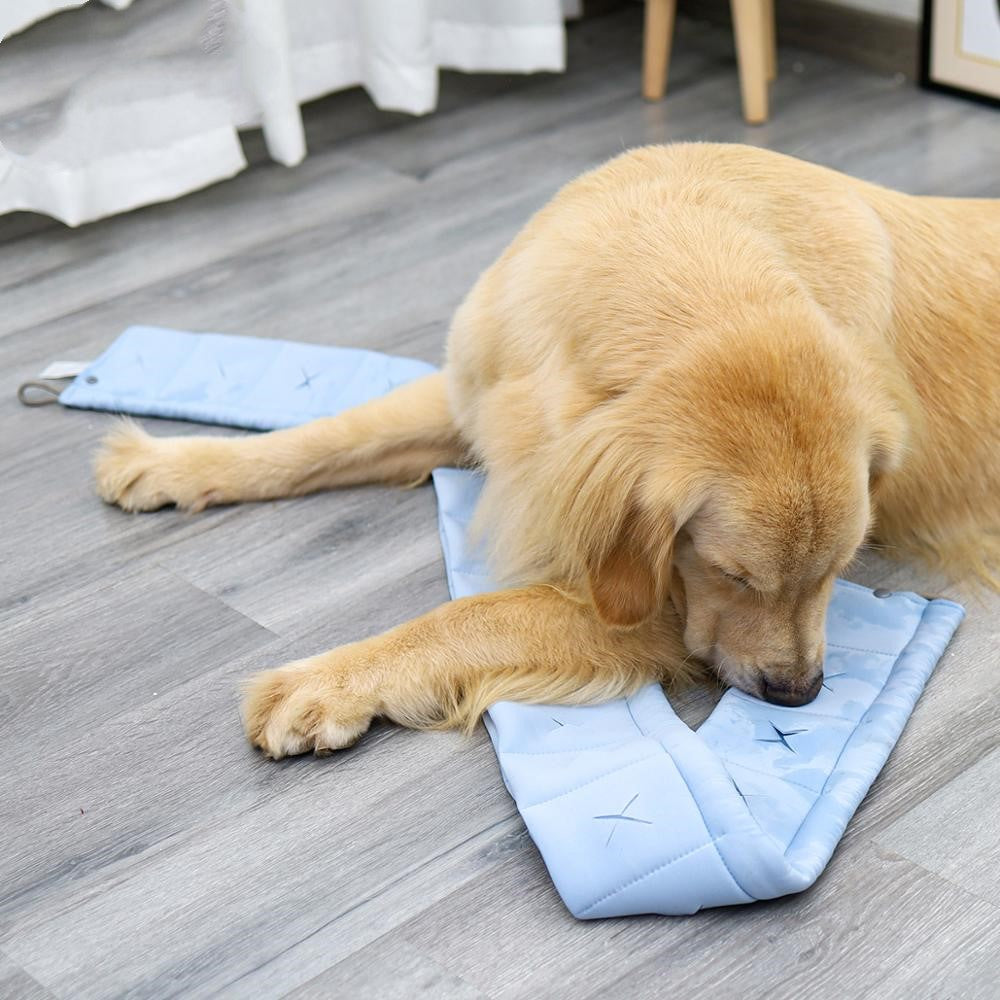 New dog smell with dog training supplies