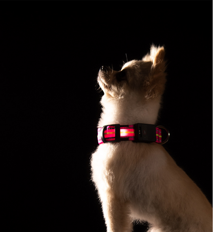 Fiber Optic Waterproof Magnetic Charging Pet Collar