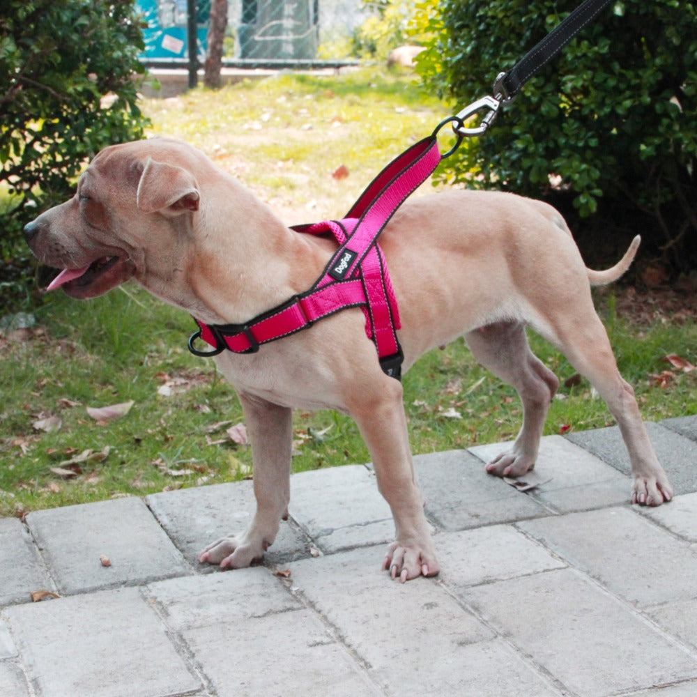 Pet outdoor chest harness traction rope