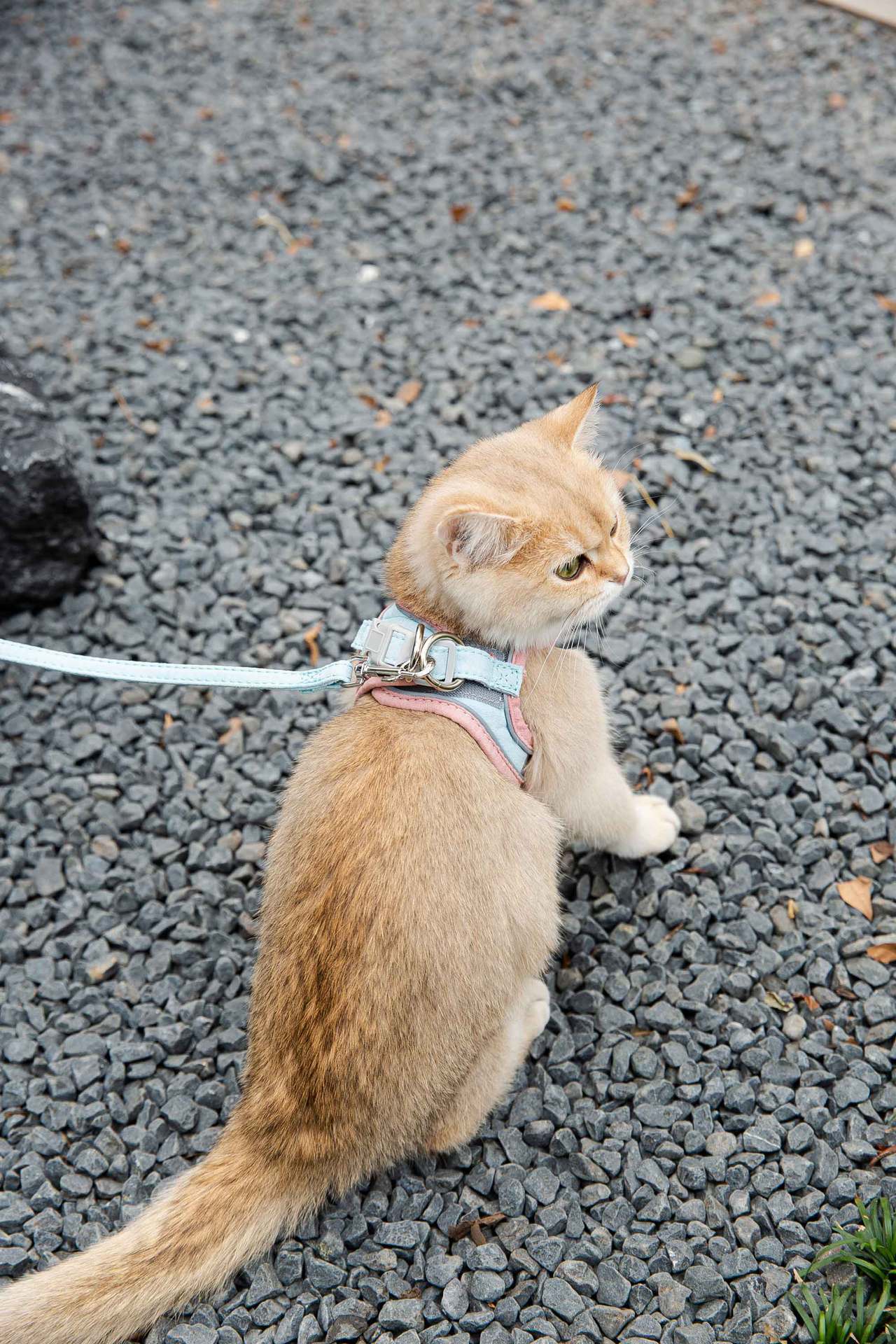 Cat Traction Rope Vest-Style Reflective Chest Harness