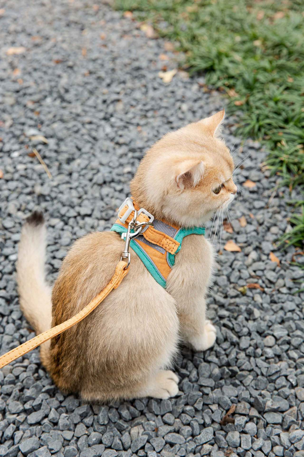 Cat Traction Rope Vest-Style Reflective Chest Harness