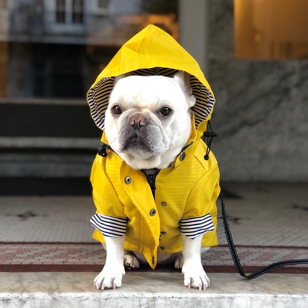 Dog Raincoat Pet Clothes Dog Clothes Rain Water