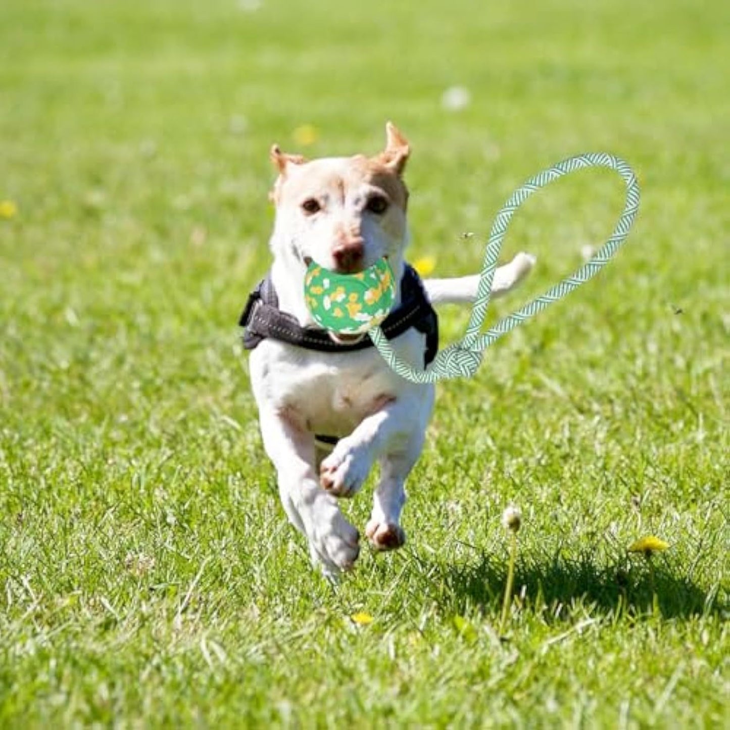 Dog Ball On Rope Dog Toy For Medium Small Dog Interactive