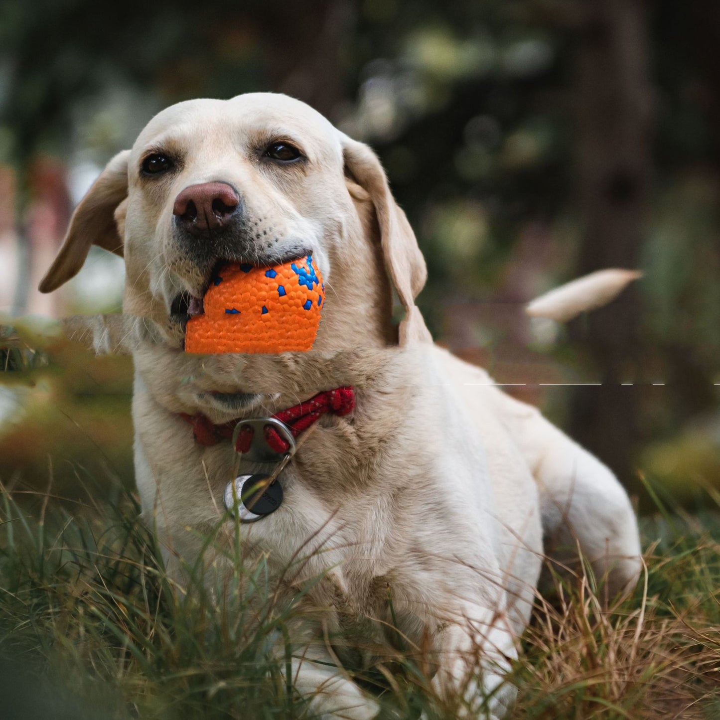 Resistant To Bite And Chew Dog Toy Burst Ball