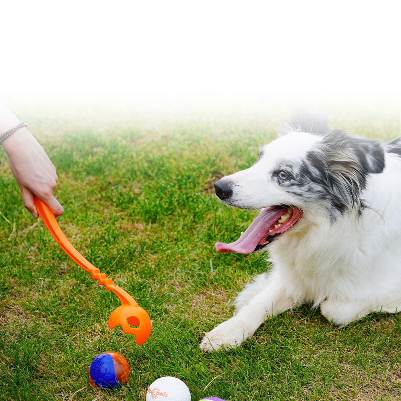 Dog Outdoor Tour Training Picking Club