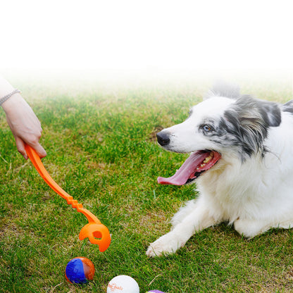 Dog Outdoor Tour Training Picking Club