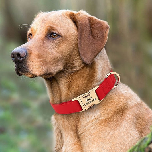 Gold Collar Dog Tag Anti Loss