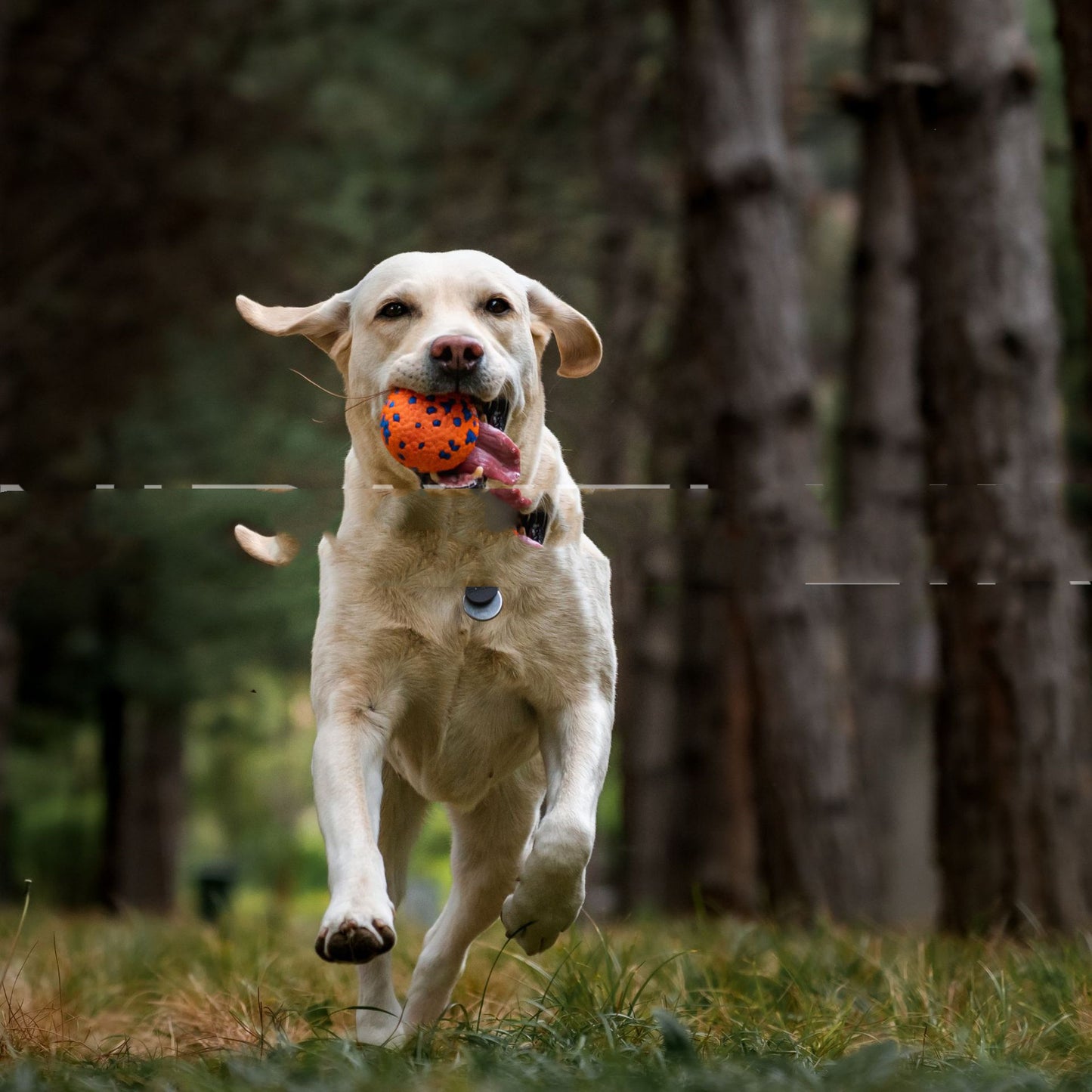 Resistant To Bite And Chew Dog Toy Burst Ball