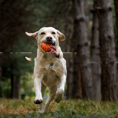 Resistant To Bite And Chew Dog Toy Burst Ball