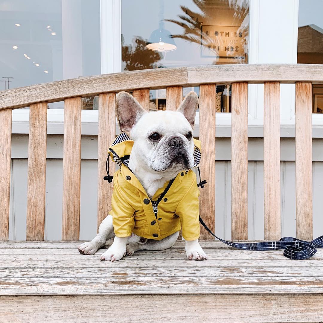 Dog Raincoat Pet Clothes Dog Clothes Rain Water