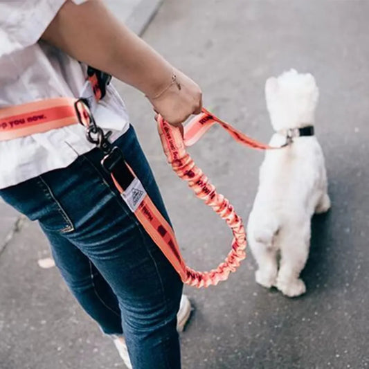 Nylon Dog Leash Reflective Running Belt for Pet Fitness Ideal for Dog Owners Outdoor Supplies