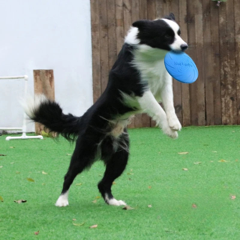 Dog Frisbee Border Animal Pet Dog Special Frisbee Bite
